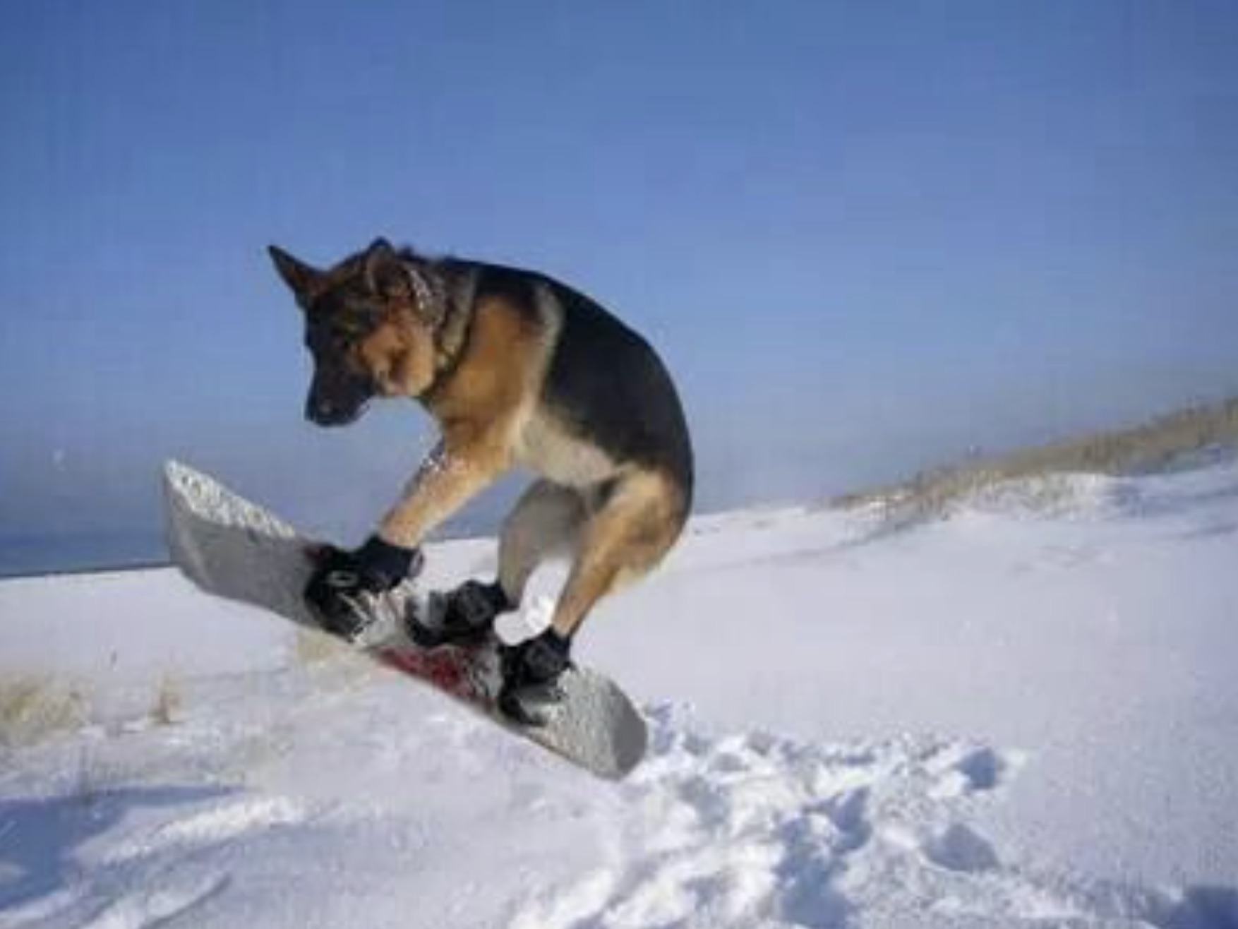 dog riding snowboard